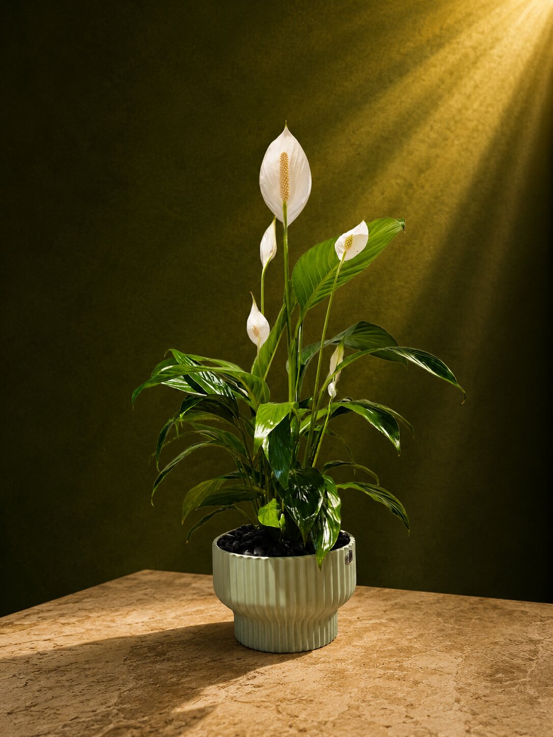 Peace Lily