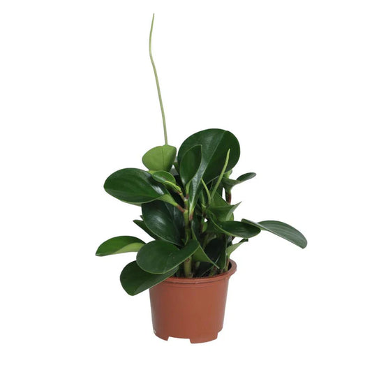 Peperomia
