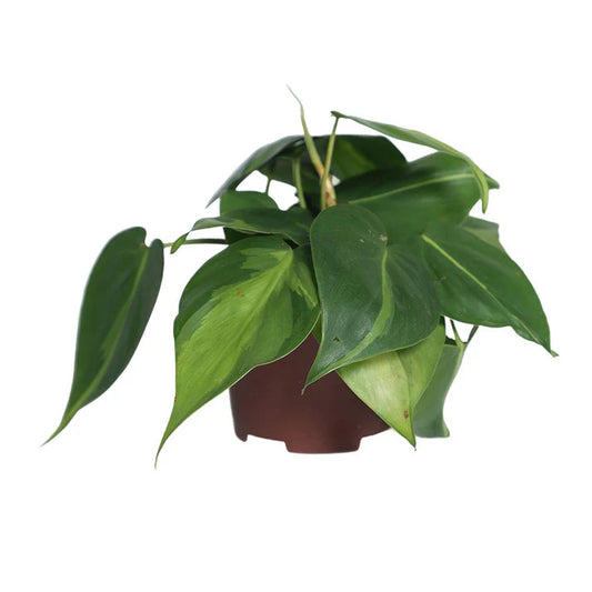 Philodendron Brasil