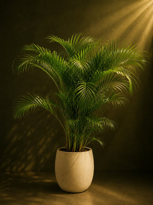 Premium Areca Palm