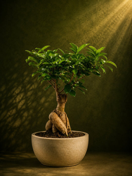 Rare Ficus Ginseng Bonsai
