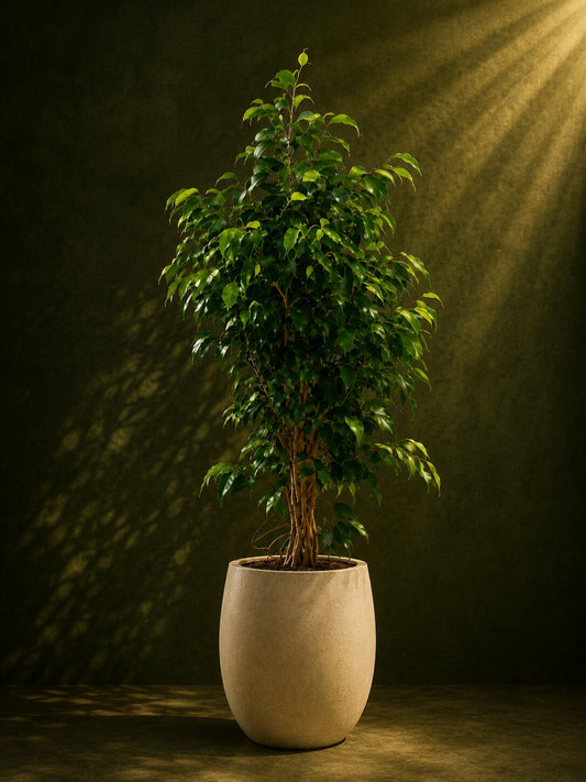 Rich Ficus Benjamina