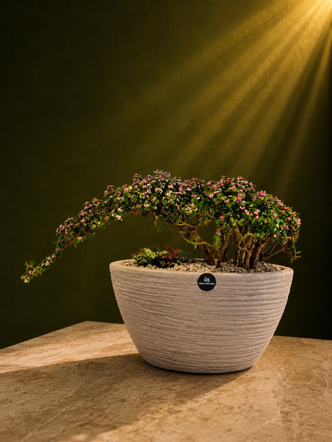 Royal Bonsai Curve Portulacaria
