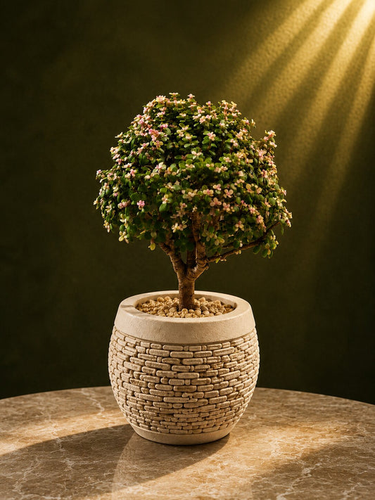 Royal Bonsai Jade Tree