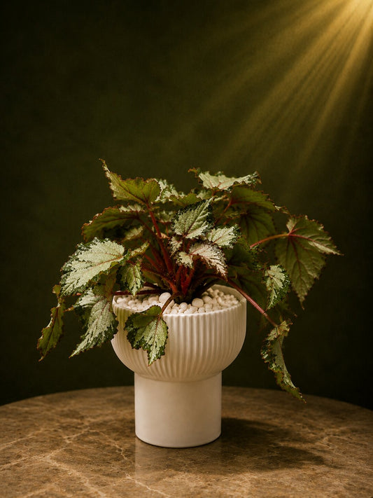 Royal Color Symphony Begonia