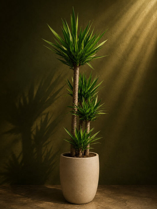Royal Multi-Tier Yucca