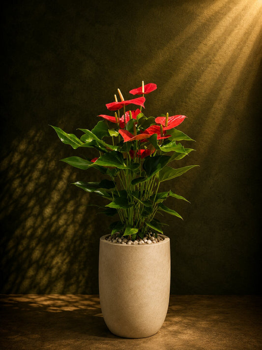 Royal Red Anthurium