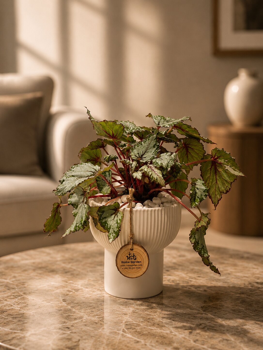 Royal Color Symphony Begonia