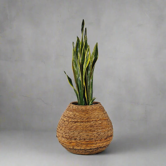 Snake Plant (Dracaena Trifasciata)