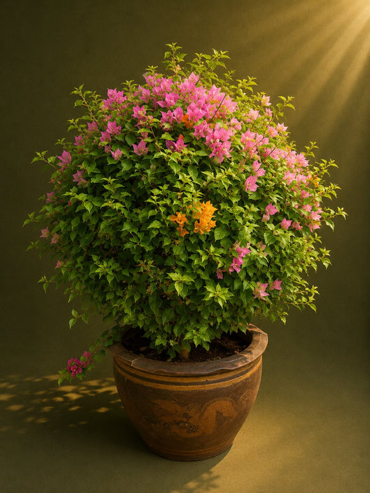 Solterra -  Bougainvillea