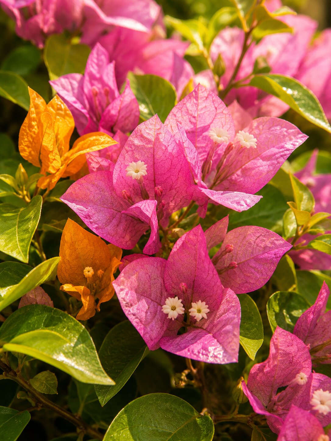 Solterra -  Bougainvillea
