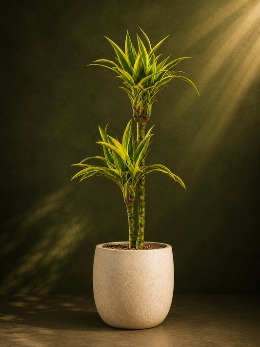 Striped Dracaena Reflexa