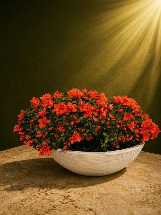 Sunset Azalea