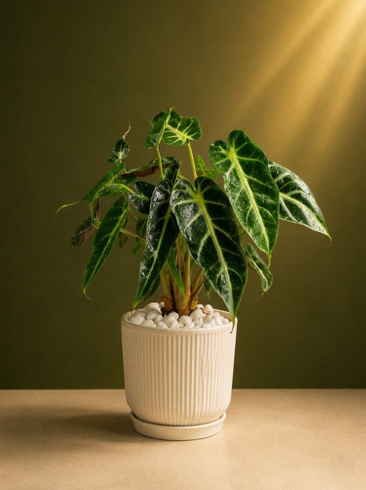 The Alocasia