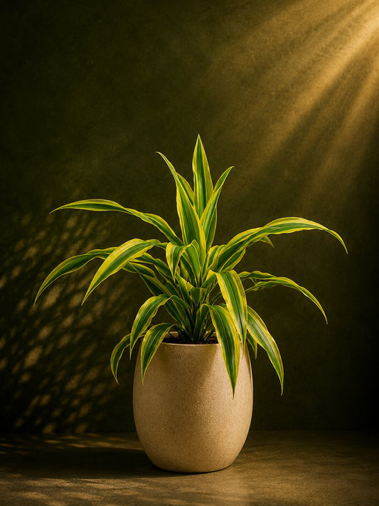 The Golden Glow Dracaena