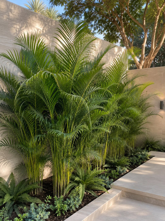 Vallore - Areca Palm