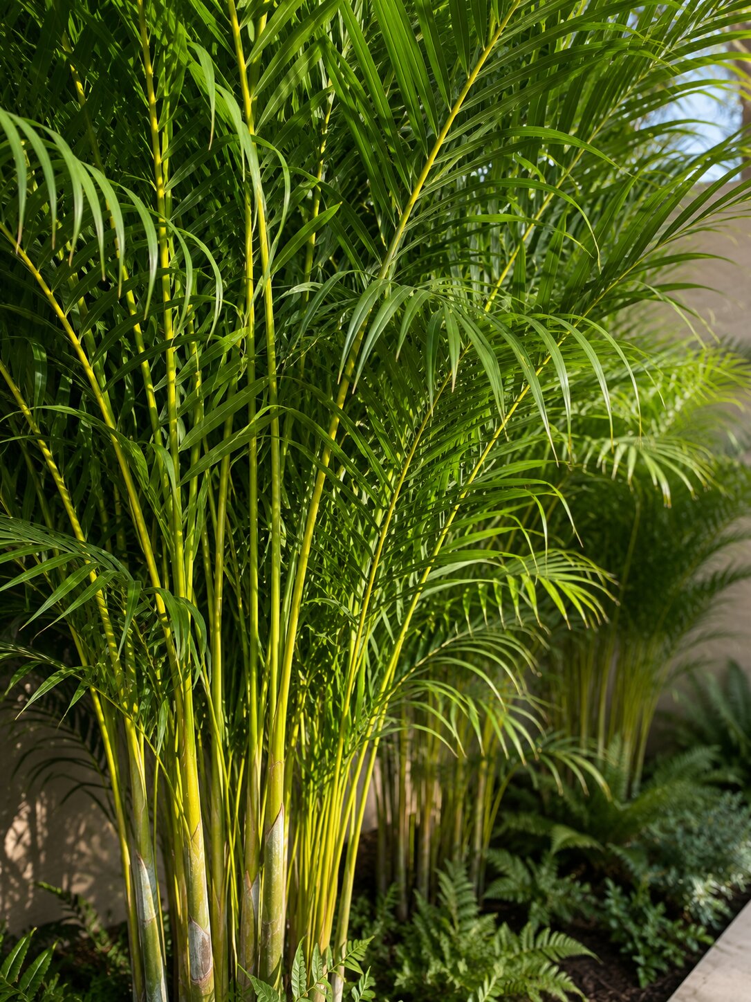 Vallore - Areca Palm